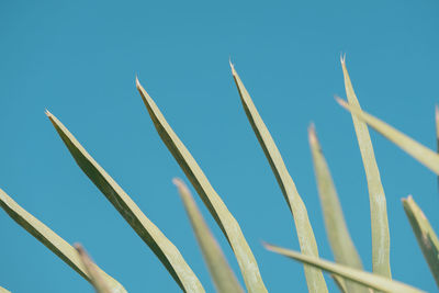 Low angle view of plants against blue sky