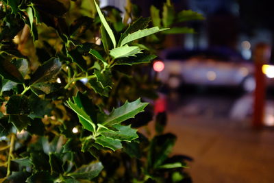 Close-up of green leaves on plant at night