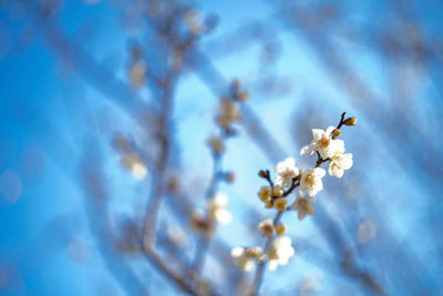 Close-up of insect on white flowering plant