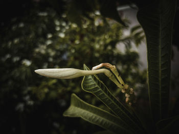 Close-up of flowering plant against trees