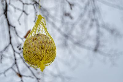 Bird food hanging in tree