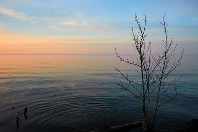 Silhouette bare tree by sea against sky during sunset