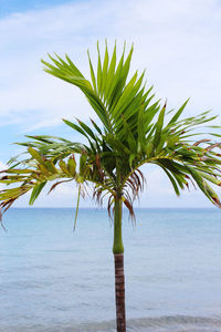 Palm tree by sea against sky