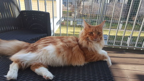 Close-up of dog sitting on floor