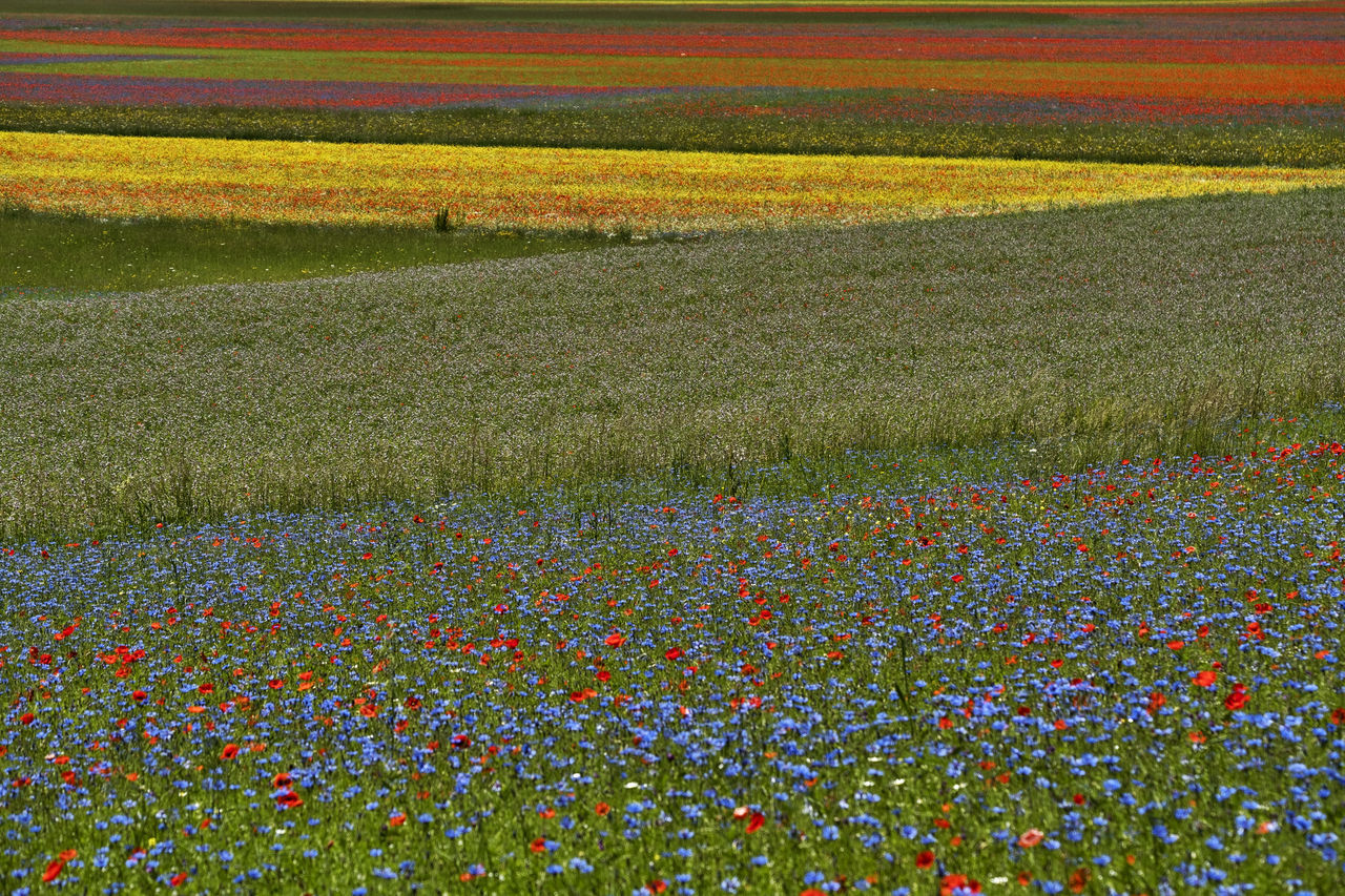 VIEW OF FLOWERING PLANTS GROWING ON LAND