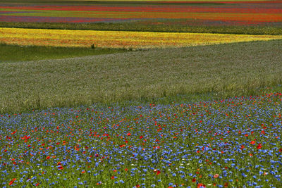 View of flowering plants on field