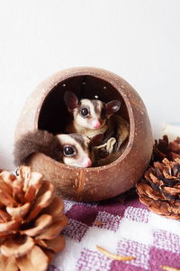 Portrait of cat in basket