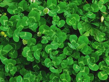 Full frame of clovers