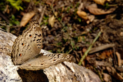 Close-up of butterfly on ground.