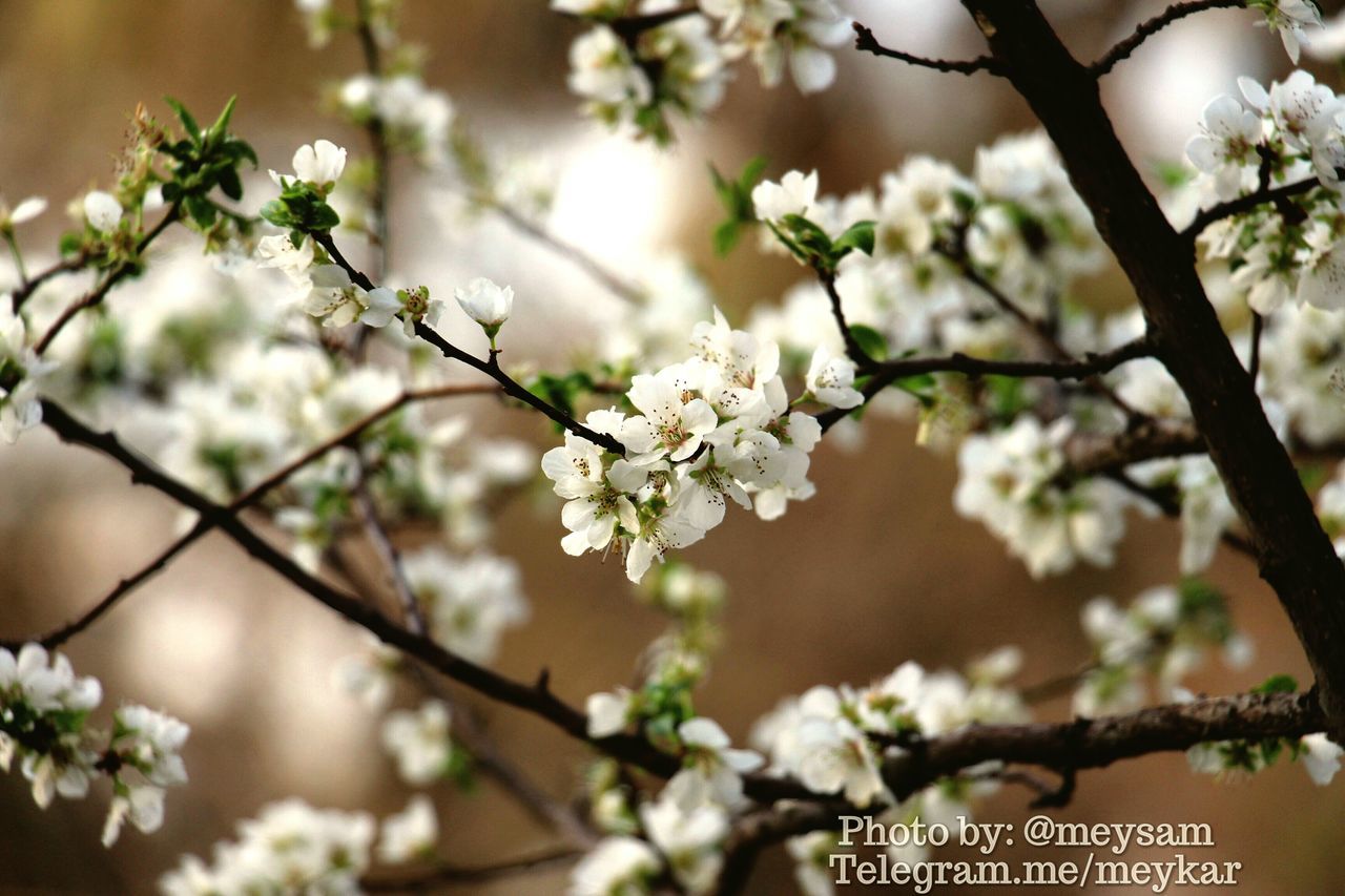 flower, branch, growth, tree, freshness, focus on foreground, beauty in nature, nature, white color, fragility, twig, close-up, cherry blossom, blossom, low angle view, cherry tree, petal, fruit tree, blooming, day