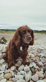 Close-up of dog on rock at beach against sky