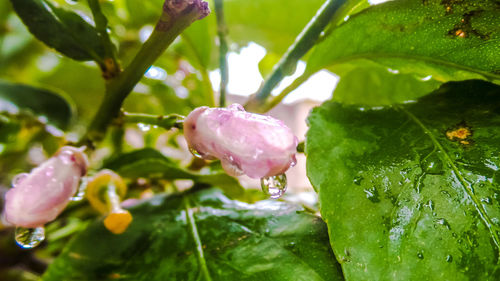 Close-up of water drops on pink rose flower