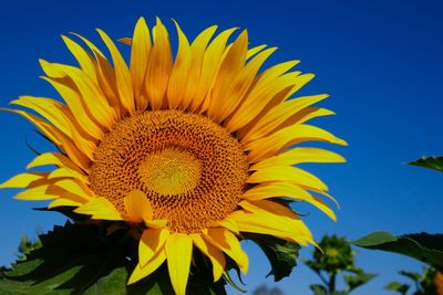 Close-up of sunflower against clear sky