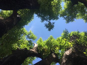Low angle view of trees against sky
