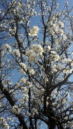 Low angle view of flowering tree