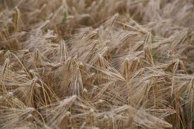 Full frame shot of wheat at farm