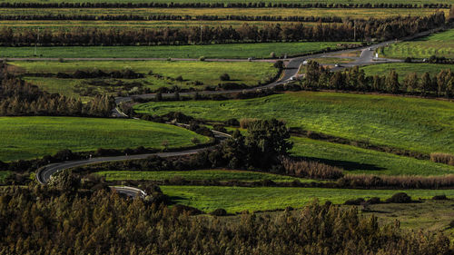 Scenic view of agricultural field