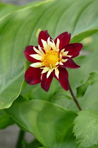 Close-up of red flower