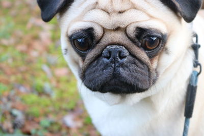 Close-up portrait of dog