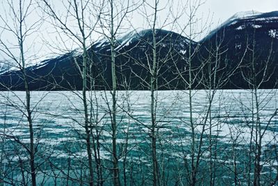 Bare trees against sky during winter