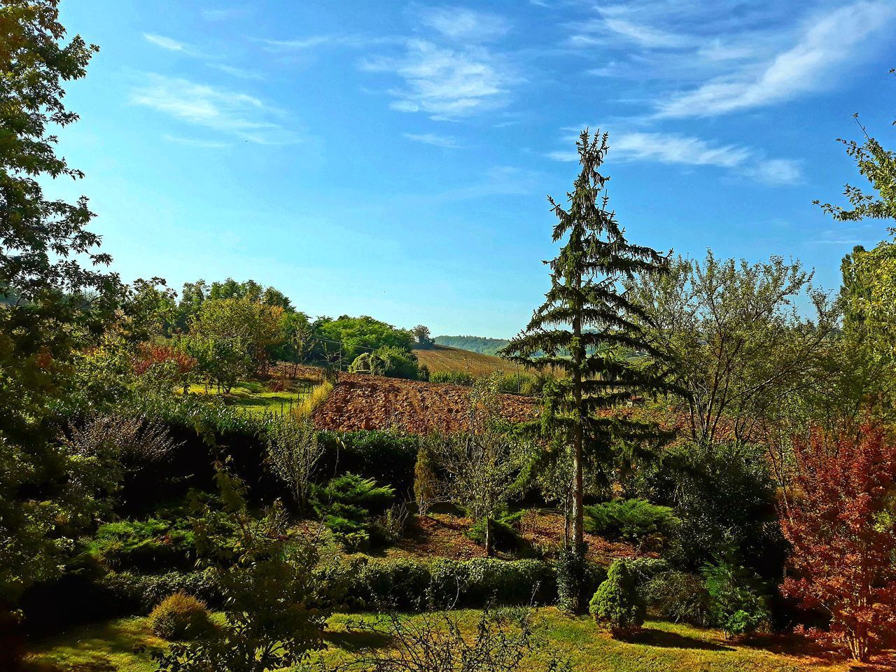 PLANTS ON LAND AGAINST SKY