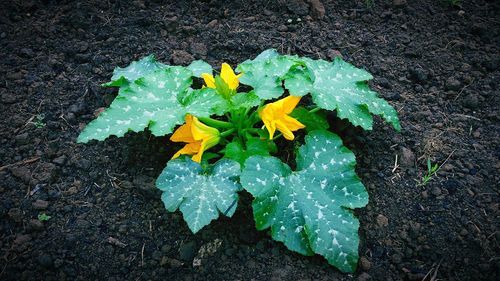 Close-up of wet yellow leaves on black background