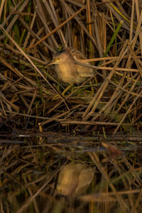 High angle view of bird perching on a field