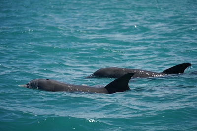 View of whale swimming in sea