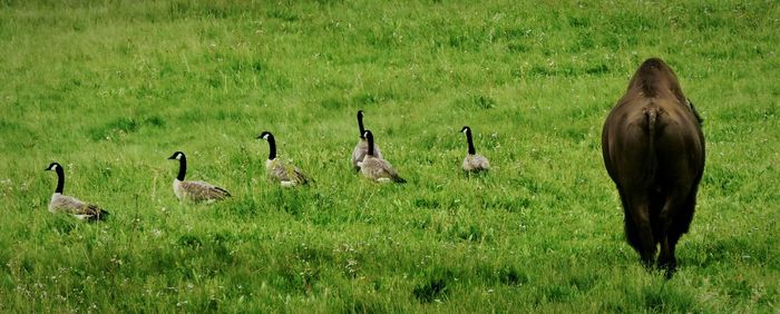 Flock of birds in a field