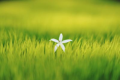 Close-up of white flowering plant on field