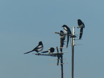 Magpies in the sky