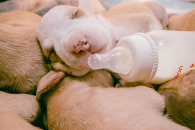 Pitbull puppy, 2 weeks old