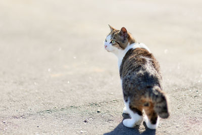 Cat on asphalt road looking away on sunny day