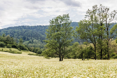 Trees on field against sky