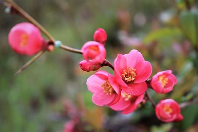 Close-up of pink plum blossoms 