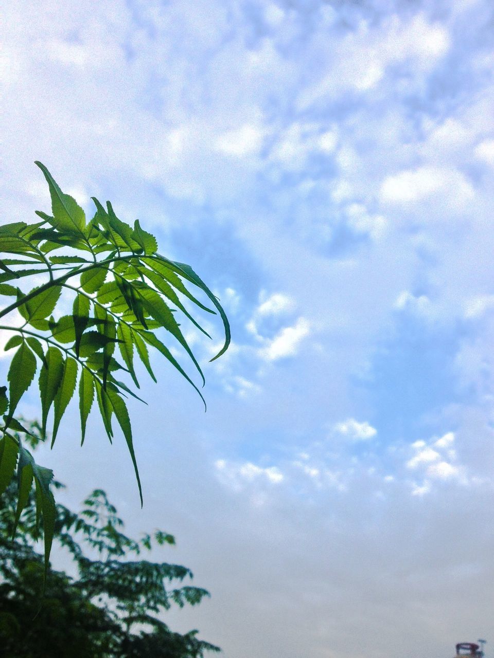 sky, low angle view, tree, cloud - sky, growth, beauty in nature, tranquility, nature, cloudy, cloud, scenics, tranquil scene, palm tree, leaf, branch, outdoors, no people, day, idyllic, silhouette