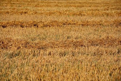 Full frame shot of wheat field