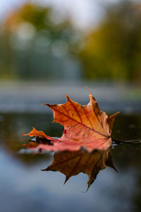 Close-up of maple leaf on leaves