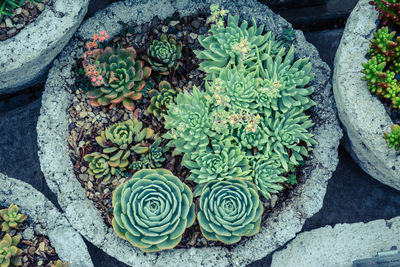 High angle view of succulent planter