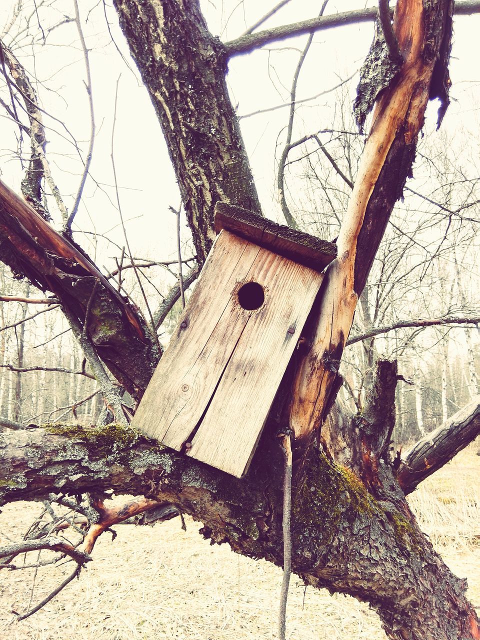 architecture, building exterior, built structure, damaged, old, abandoned, tree, branch, obsolete, sky, run-down, deterioration, low angle view, house, weathered, wall - building feature, no people, outdoors, day, bare tree