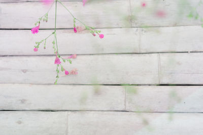 Close-up of pink flowers hanging on wall