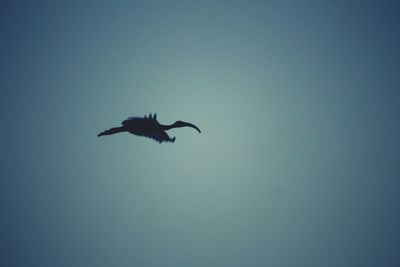 Low angle view of bird flying against clear sky