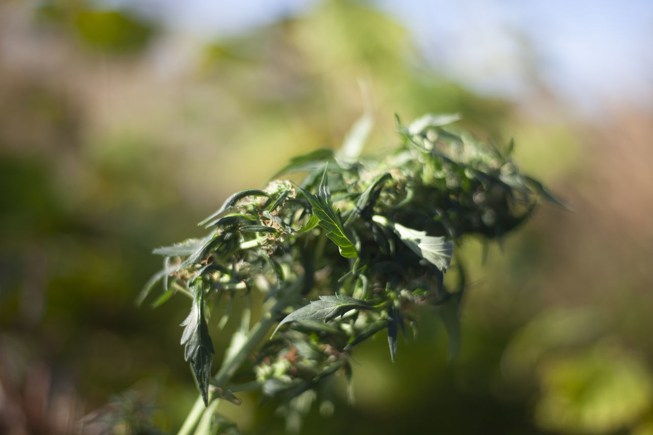 CLOSE-UP OF GREEN LEAVES