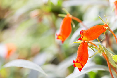 Close-up of red rose on plant