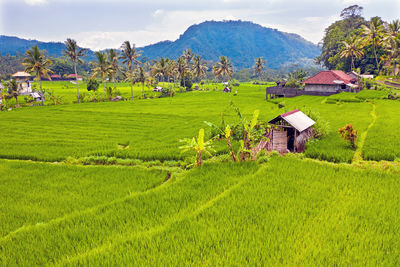 Scenic view of agricultural field by houses and mountains
