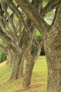 Close-up of tree trunk