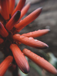 Close-up of red flower