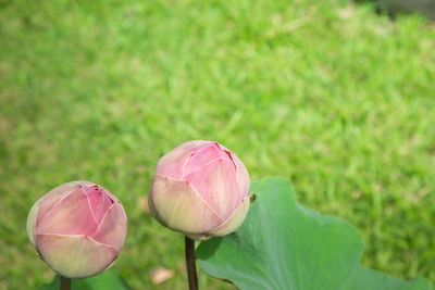 Close-up of pink tulip