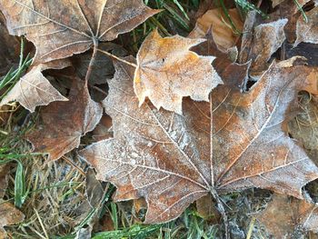 Close-up of maple leaves on tree during autumn