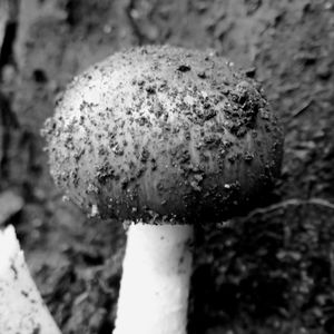 Close-up of plant against blurred background